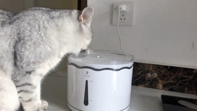 A cat drinking water from an automatic water fountain near a kitchen counter