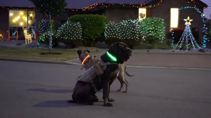 Two large dogs wearing glowing LED collars