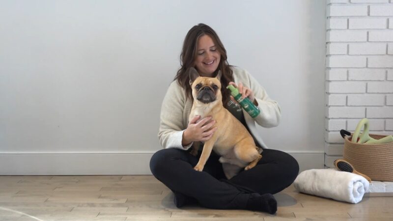 A woman sitting with her French Bulldog, applying a natural pet shampoo