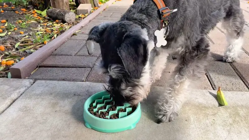 A small Schnauzer eating from a teal-colored slow feeder bowl outdoors